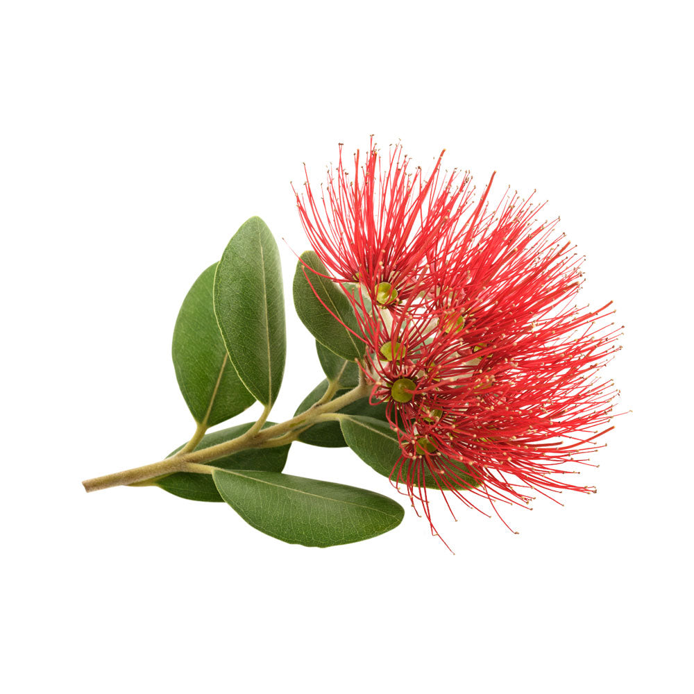 Pohutukawa Bark Extract
