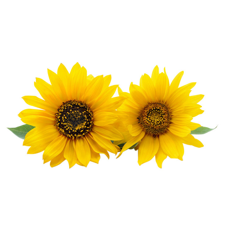 Sunflower seed oil