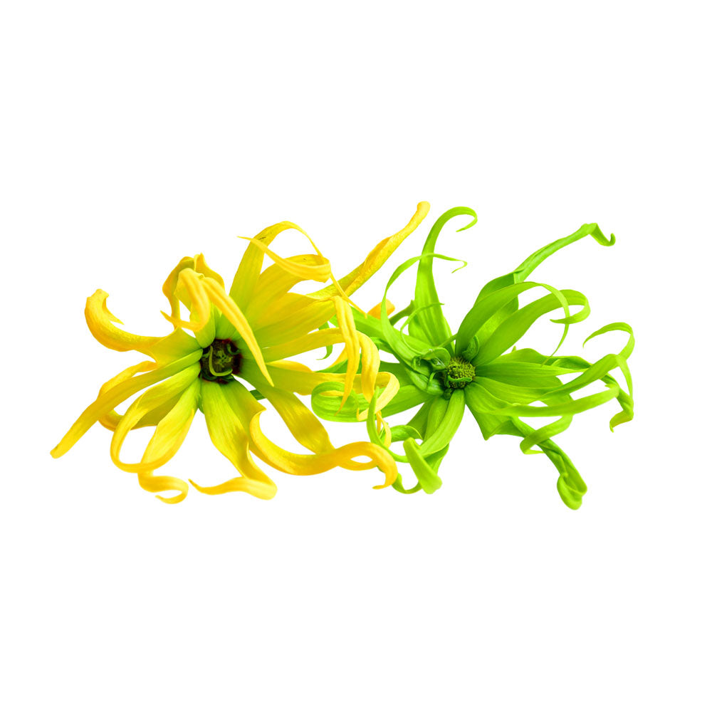 Ylang Ylang essential oil